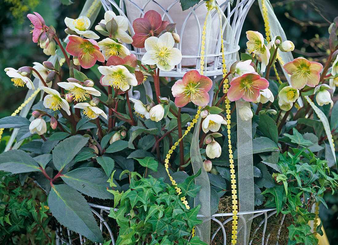 Helleborus Gold Collection (Christmas rose, Lenz rose)