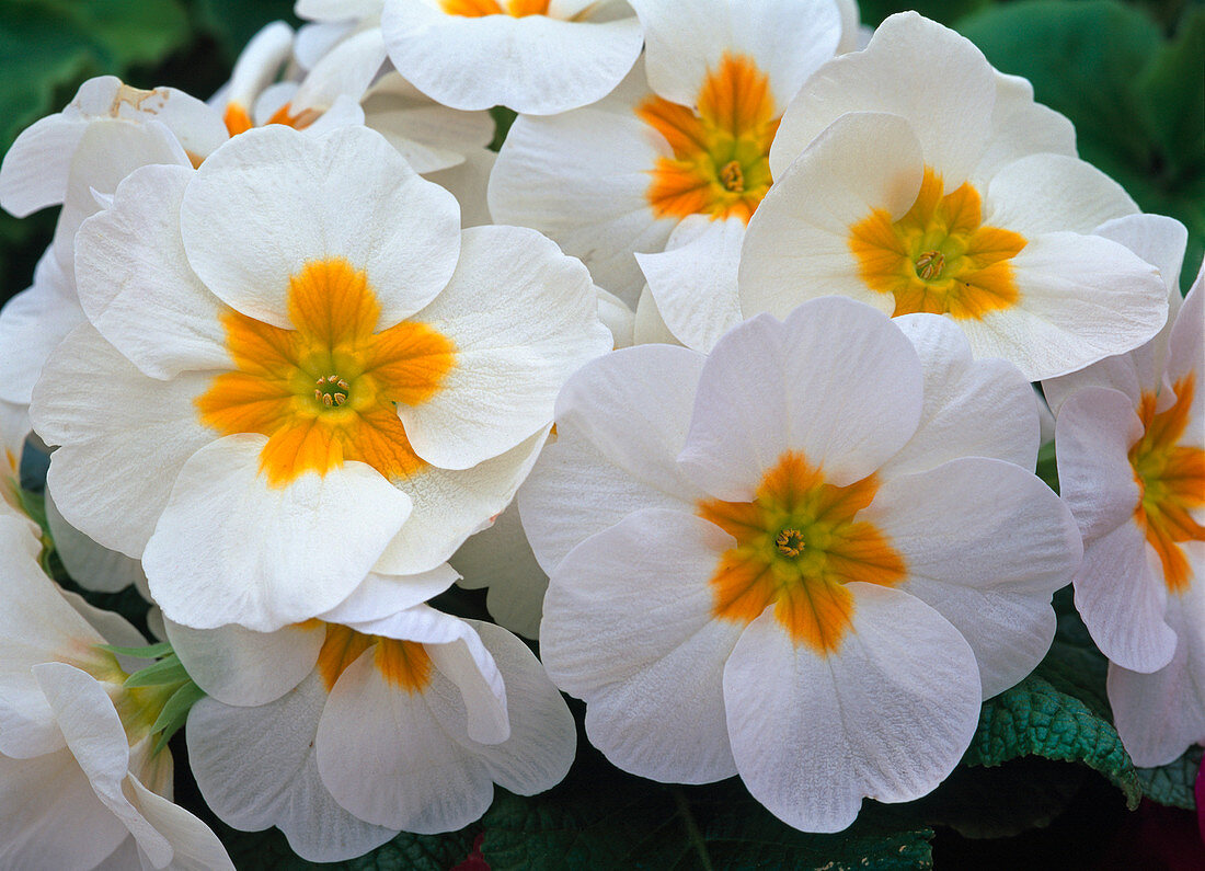 Primula acaulis (spring primrose)