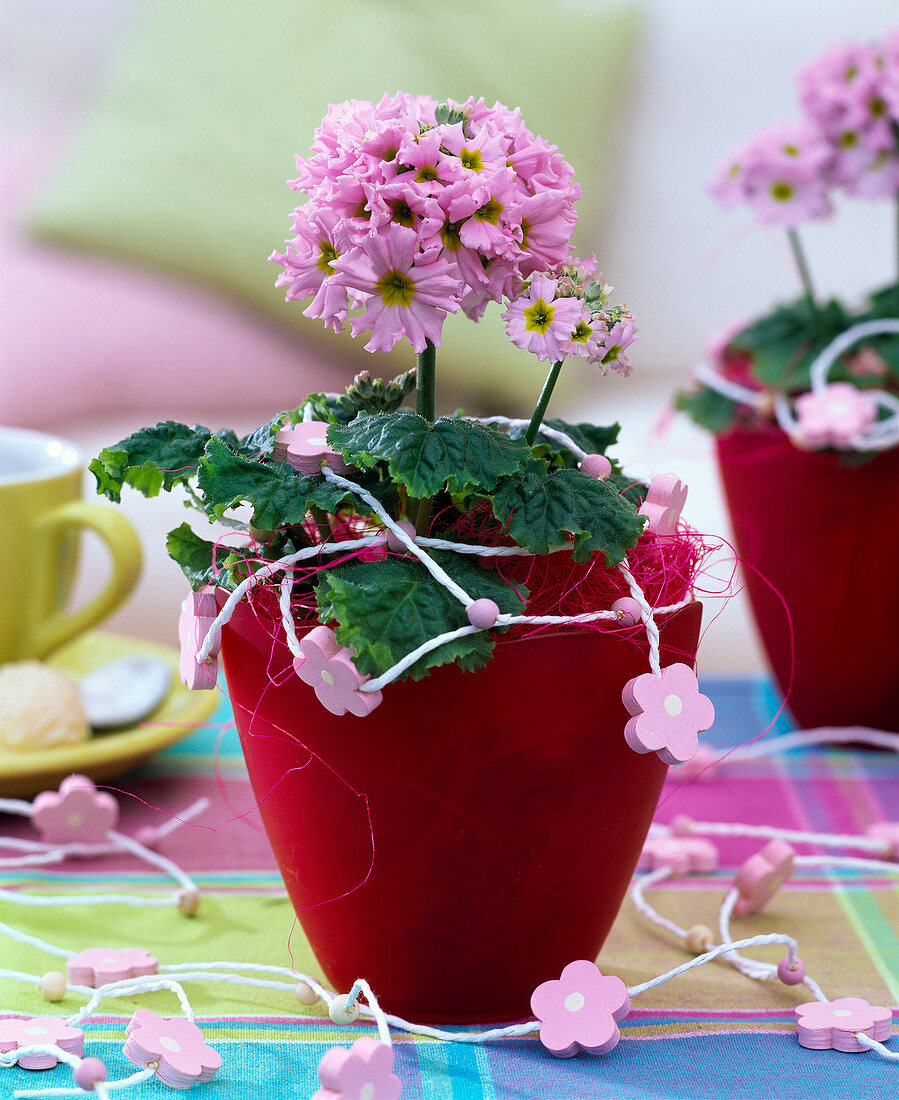 Rosa Primula malacoides (Fliederprimel) in rotem Übertopf, Dekoband