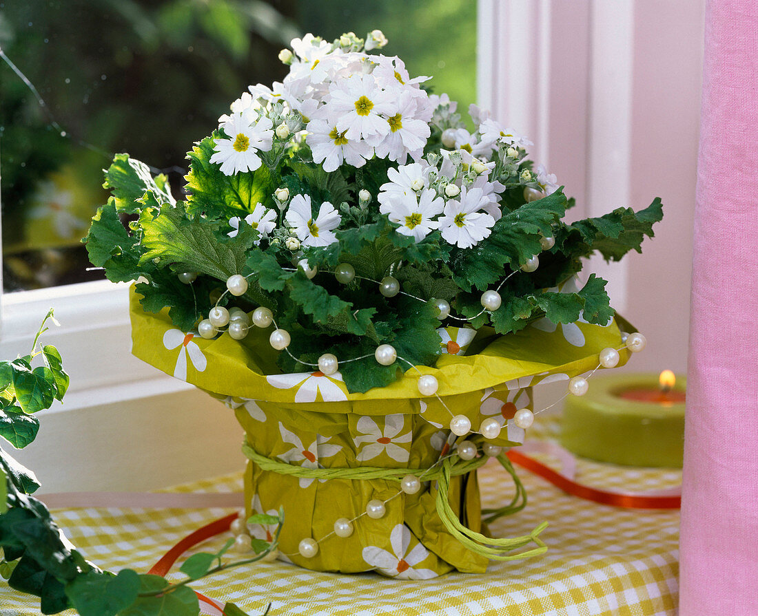 Primula malacoides (Fliederprimel, weiß) in Geschenkpapier gepackt