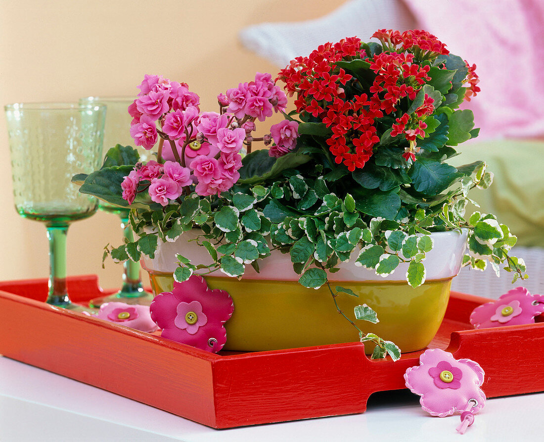 Jardiniere mit Kalanchoe (Flammendes Käthchen, rot), Saintpaulia