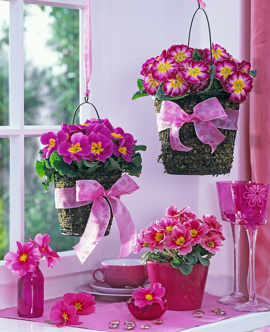 Primula acaulis in baskets stuffed with moss on the window