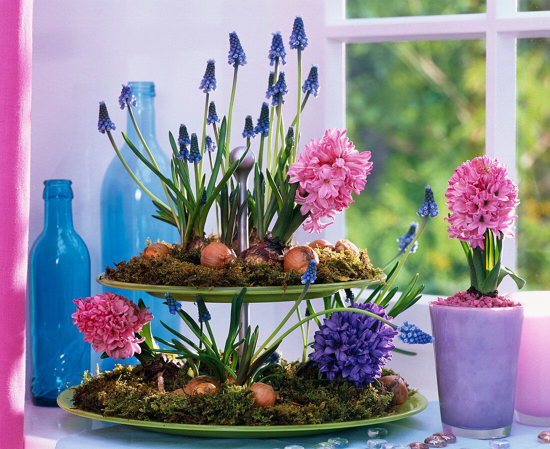 Etagere mit Muscari (Traubenhyazinthen) und Hyacinthus (Hyazinthen)