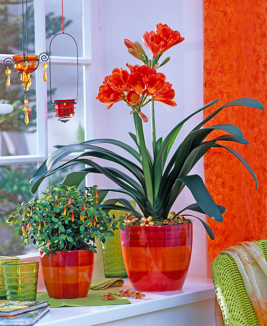 Jacobinia (Jacobine), Clivia (Klivie) on the windowsill