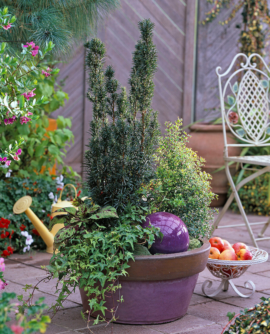 Taxus media 'Nixe' (Eibe), Ilex 'Hollywood', Hedera (Efeu)