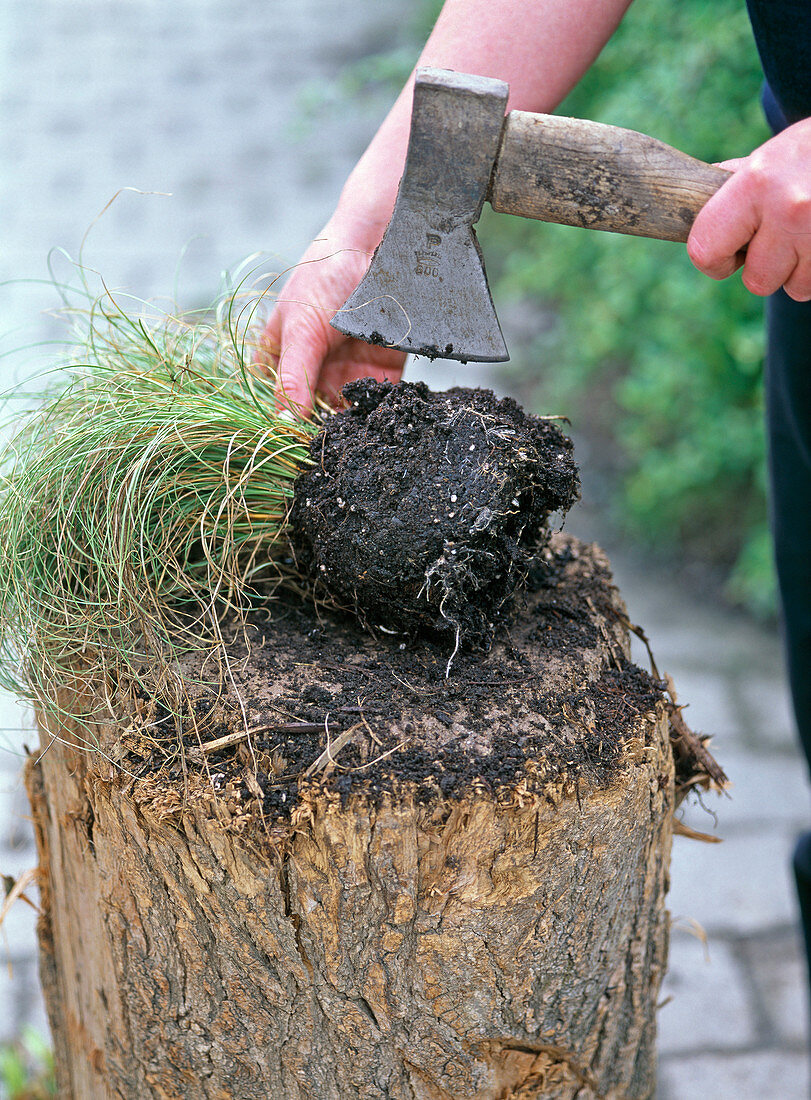 Wurzelstock von Carex (Segge) mit Hilfe eines Beils teilen