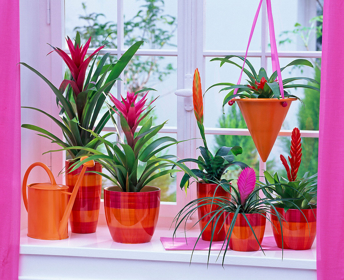 Guzmania (Guzmanien, pink) in Übertöpfen und in Ampel hängend