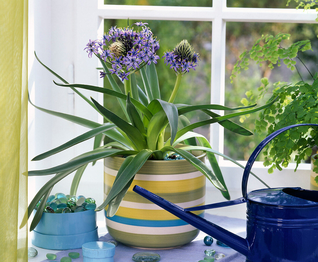 Scilla peruviana (Peruvian blue star) in a curled planter