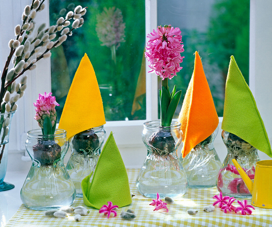 Hyacinthus with and without colorful felt hoods on the windowsill