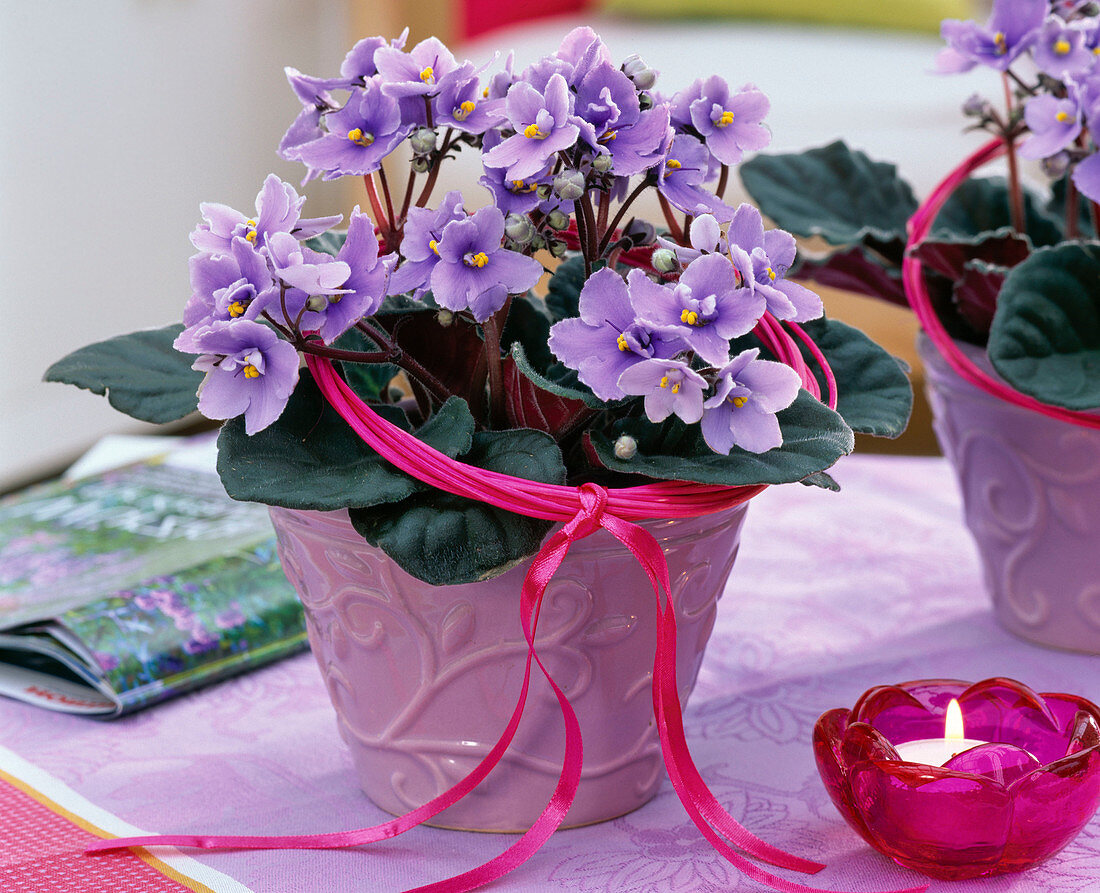 Saintpaulia ionantha (Usambara violet, purple) with pink ribbon