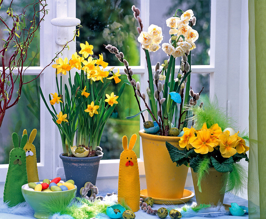 Narcissus 'Tete á Tete', 'Bridal Crown' (daffodils), Primula acaulis