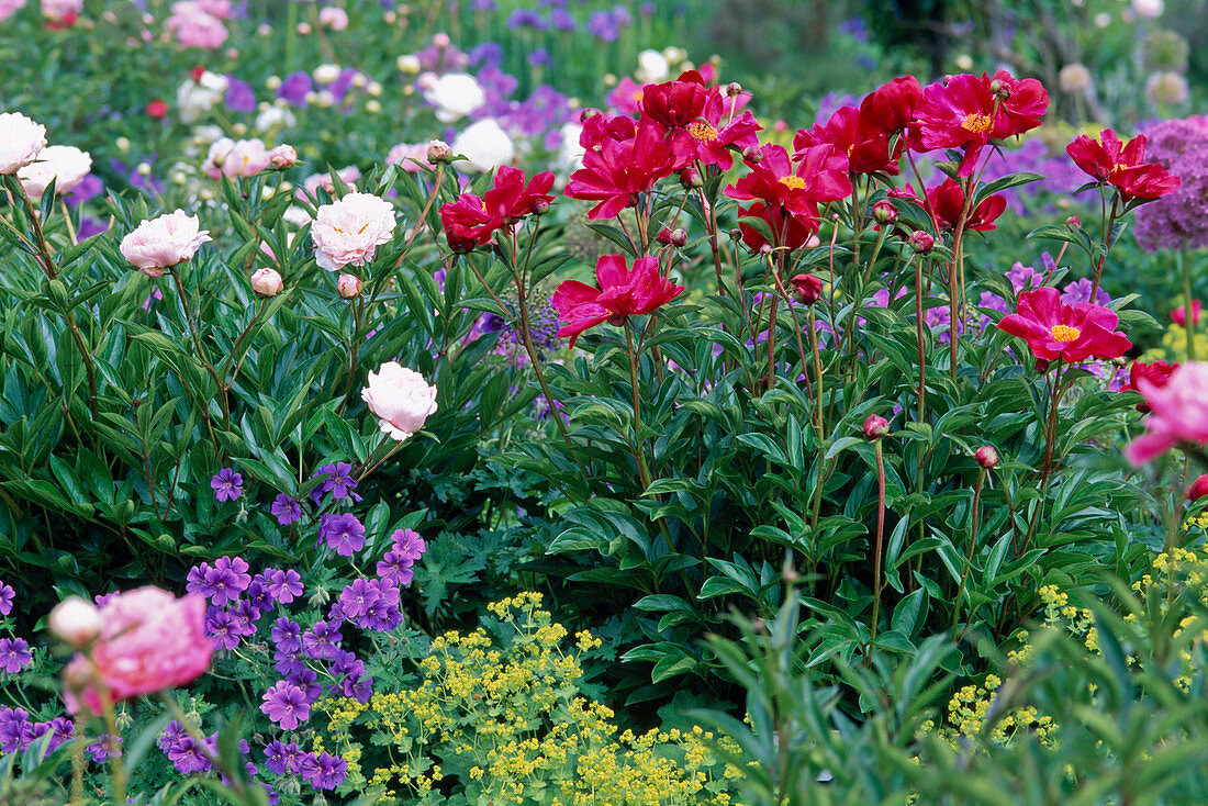 Paeonia lactiflora 'Balliol' (peony), Allium (garlic)