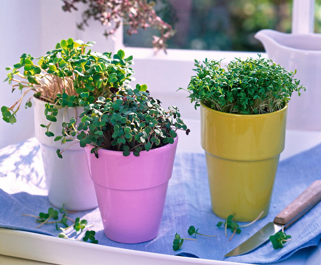 Raphanus and Lepidium in colorful cups