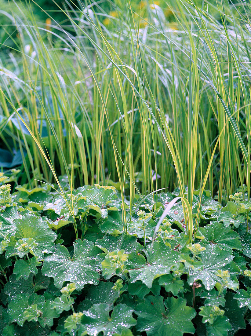 Spartina michauxiana 'Aureomarginata' (Goldleistengras)