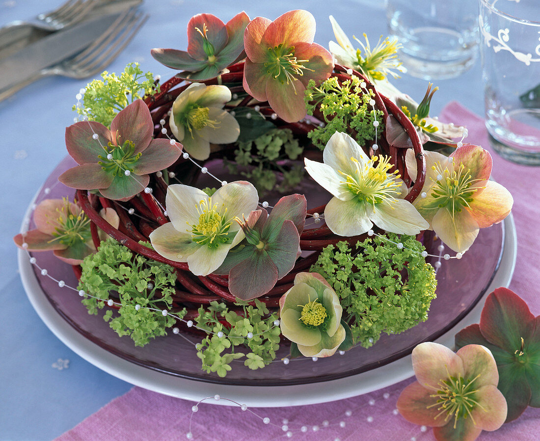 Wreath of Cornus branches with Helleborus