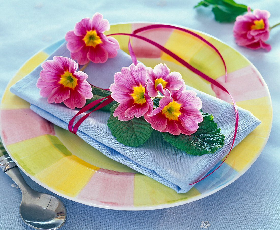 Blossoms of pink Primula acaulis on light blue napkin