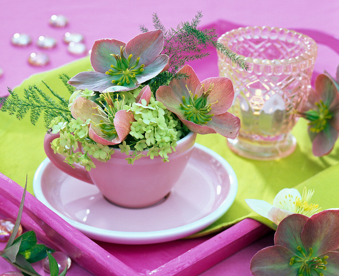 Helleborus, Viburnum and Asparagus