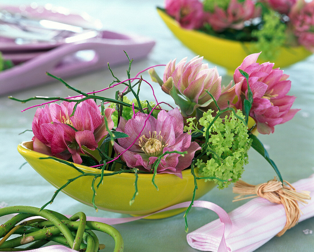 Stuffed flowers of Helleborus (Lenzrose), Viburnum (Snowball)