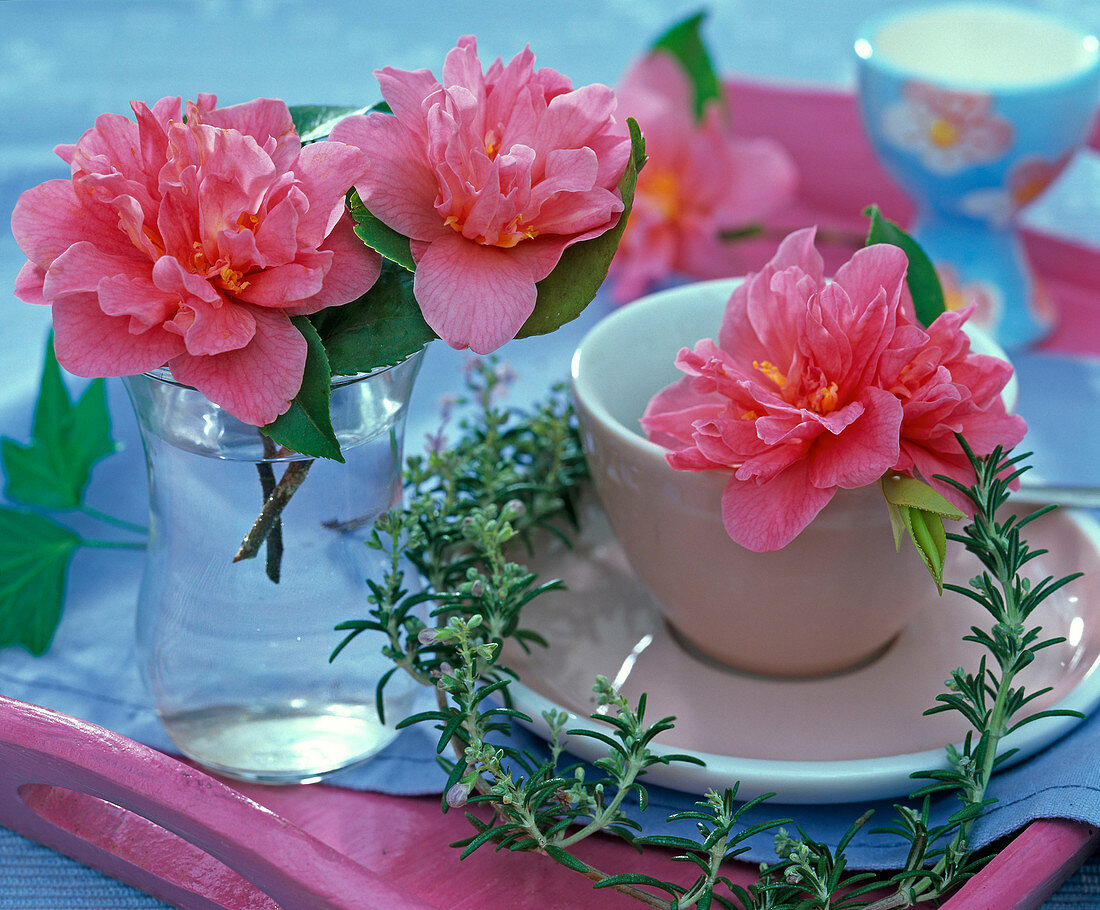 Blooming pink flowered Camellia in glass and espresso cup
