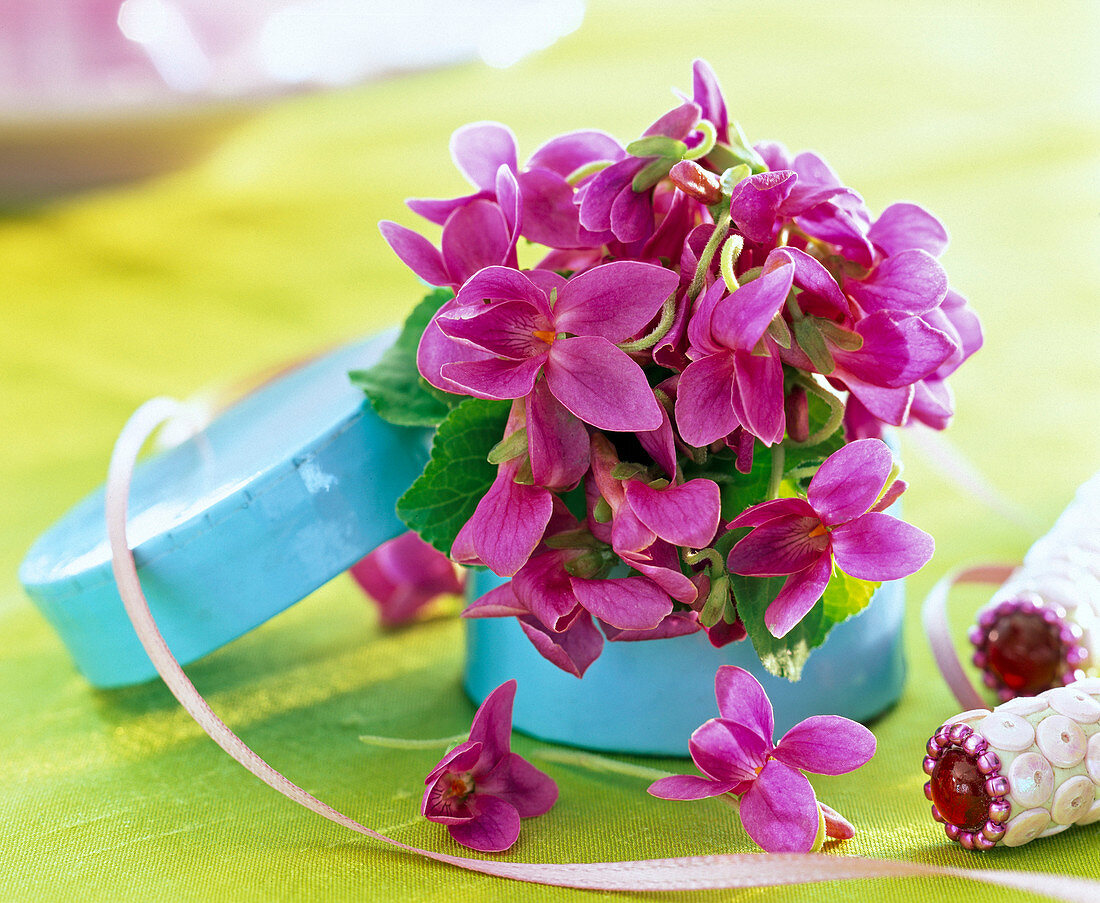 Small bouquet of Viola odorata 'Pink' in turquoise box