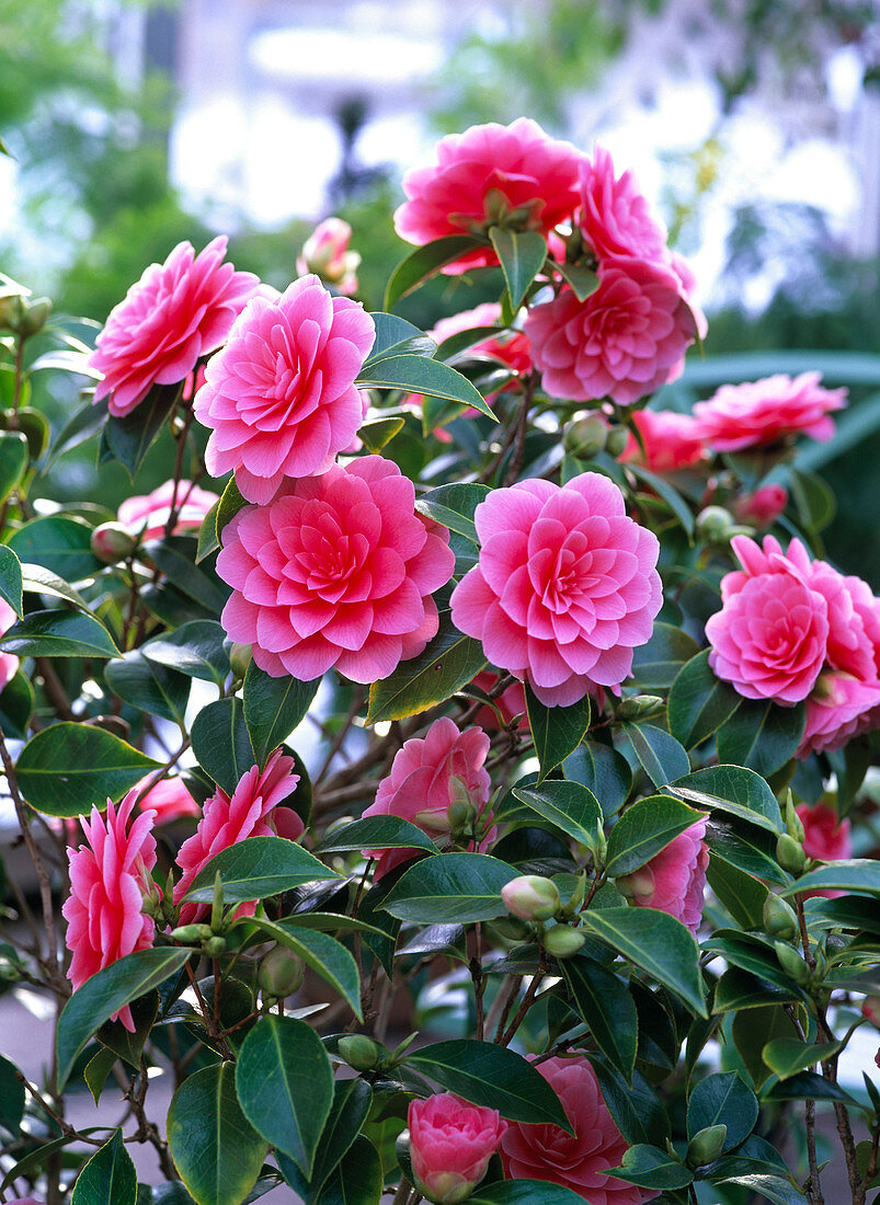 Camellia 'Mrs Tingley' (camellia)