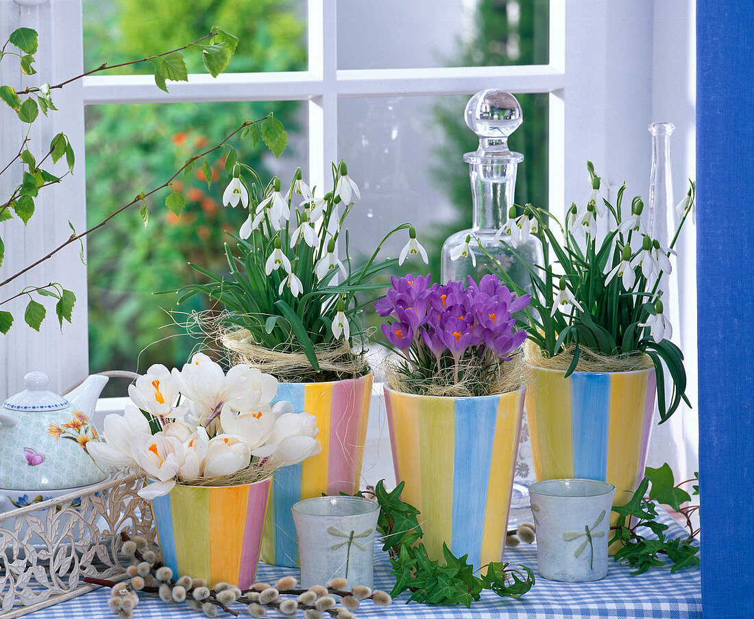 Galanthus (Snowdrop), Crocus (Crocus) White and Purple