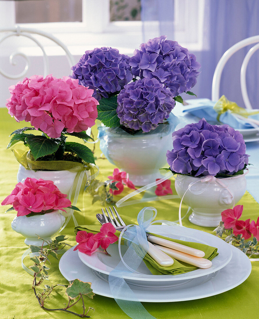 Hydrangea macrophylla (Hortensien, pink und blau) in Suppenterrinen gepflanzt