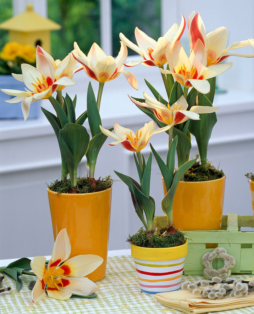 Tulipa (Tulpen, cremefarben mit roten Streifen) in orangen Übertöpfen