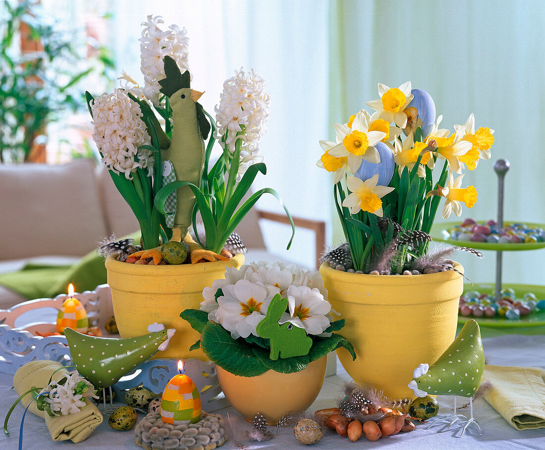 Hyacinthus (Hyazinthe, weiß), Primula (Frühlingsprimel), Narcissus