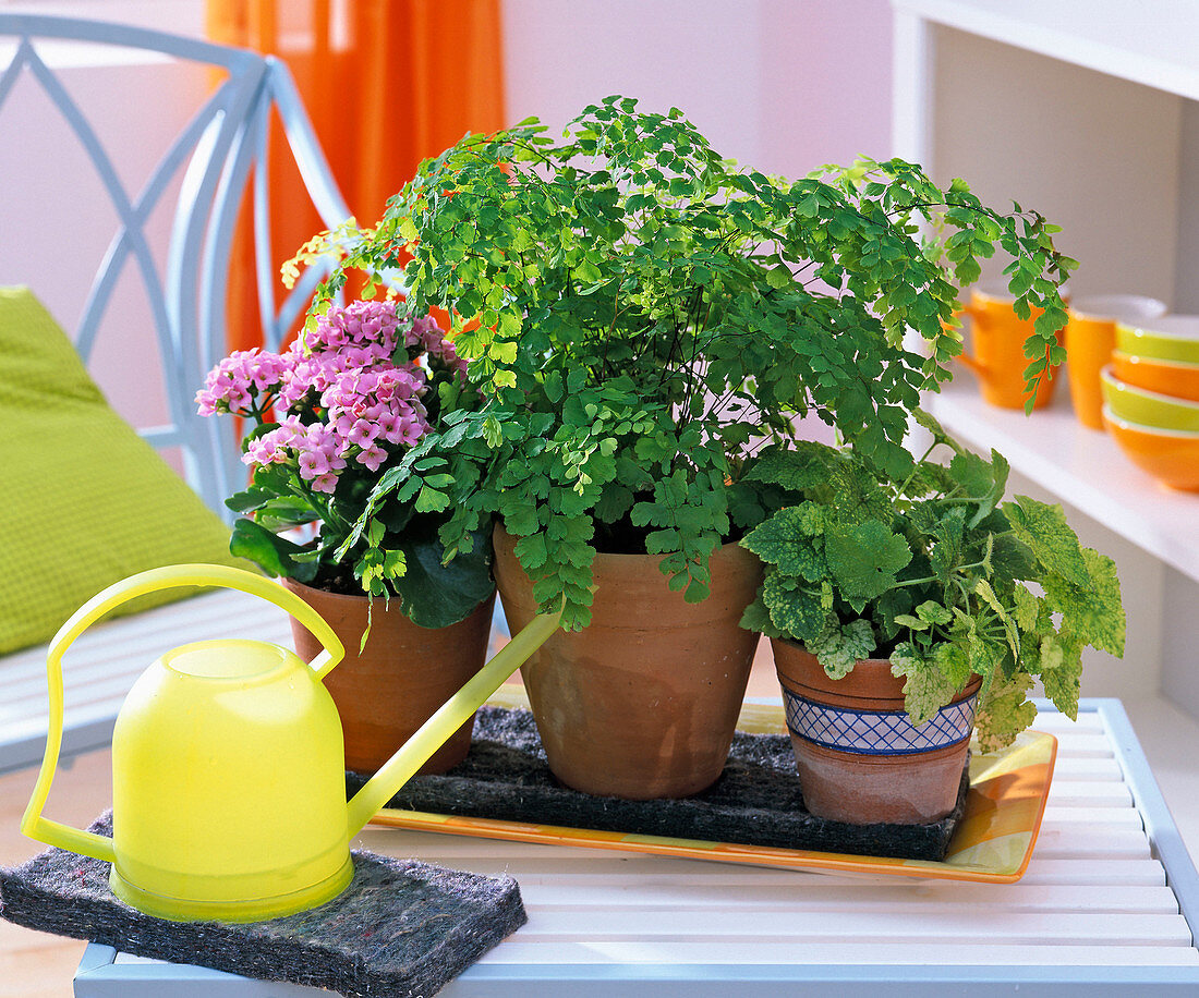 Holiday watering with fleece: Kalanchoe (Flaming Cheetah), Adiantum