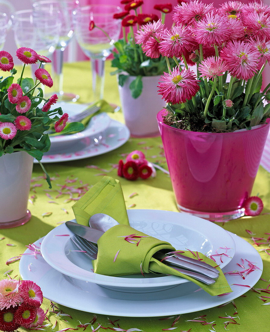 Bellis (Centaury) in pink and white cachepots, petals