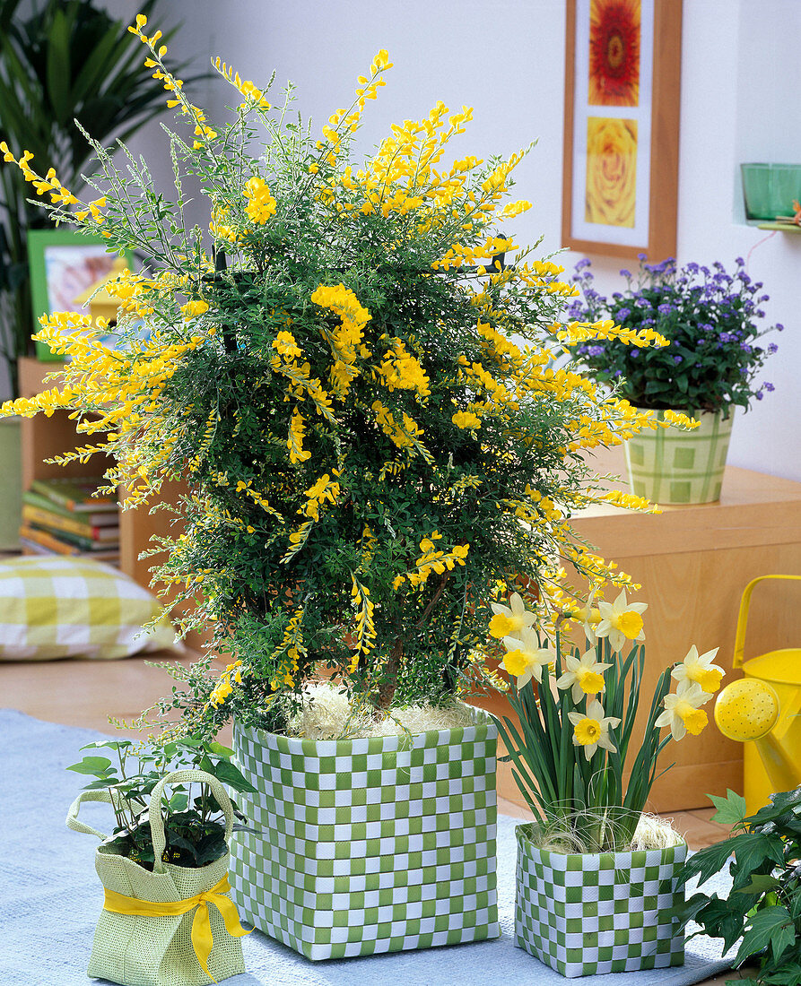 Cytisus (Ginster) und Narcissus (Narzissen) in grün-weißen Flechtkörben