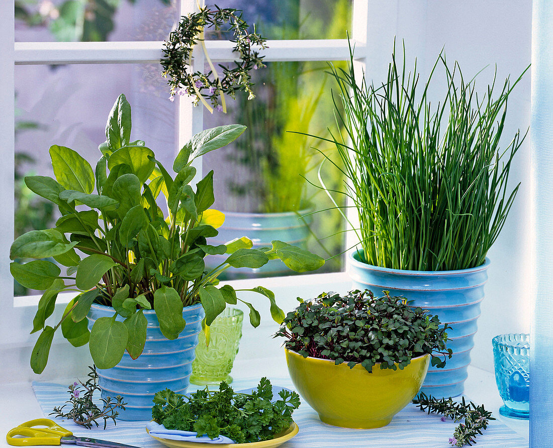 Herbs on the kitchen window, Rumex, Raphanus