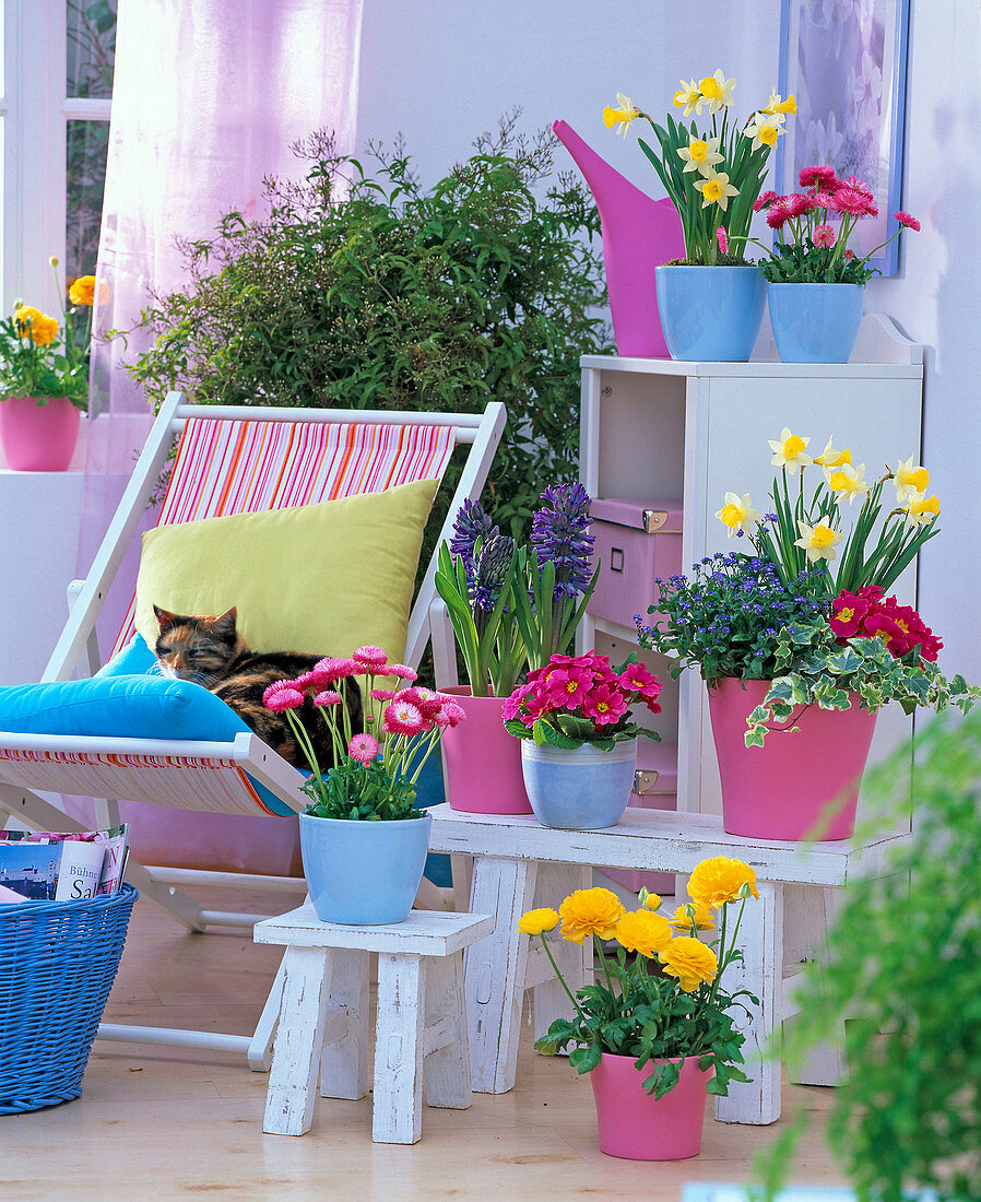 Bellis, Hyacinthus, Primula