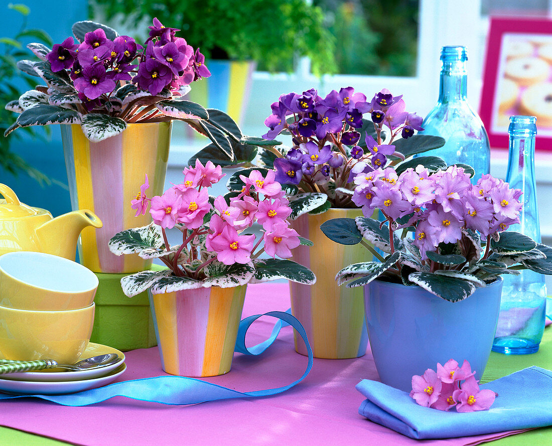 Saintpaulia ionantha in pink, purple, blue and purple