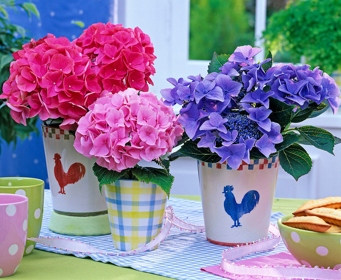 Hydrangea macrophylla (Bauern- und Tellerhortensien