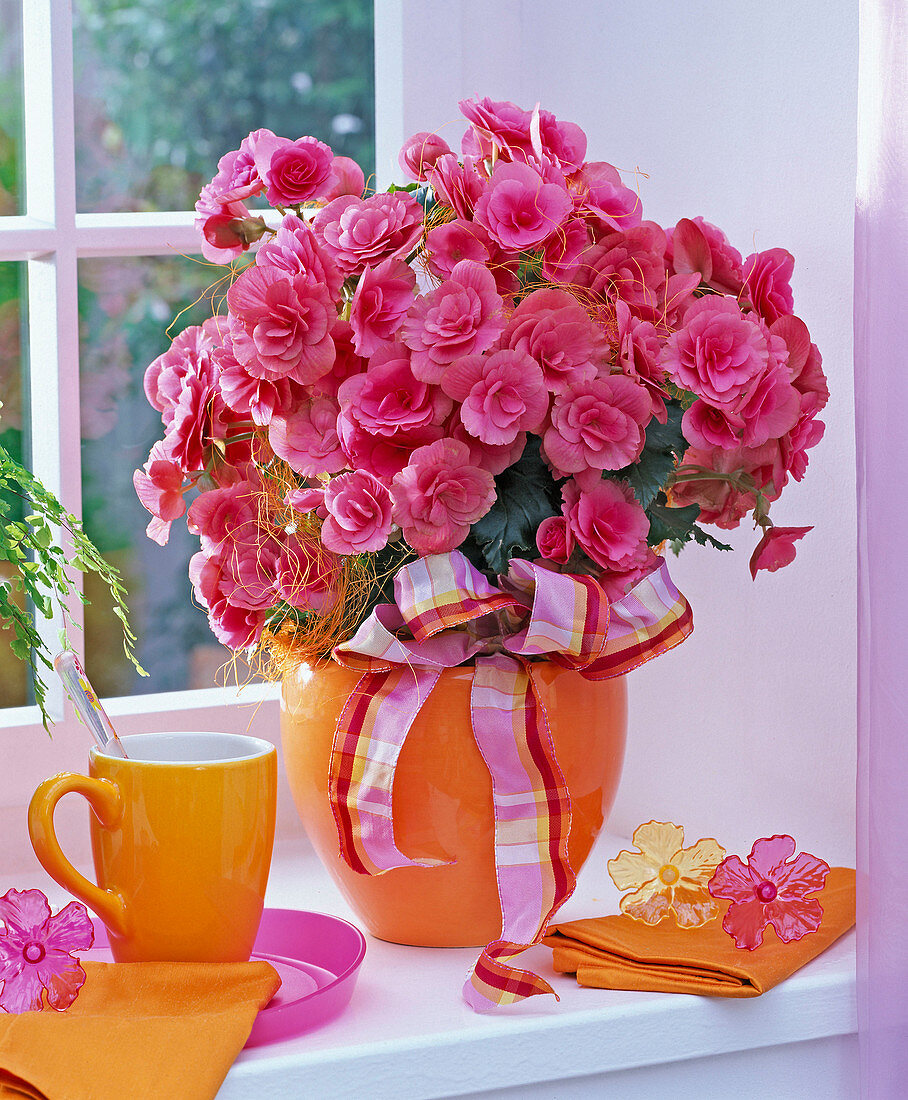 Begonia elatior in orange planter on the windowsill