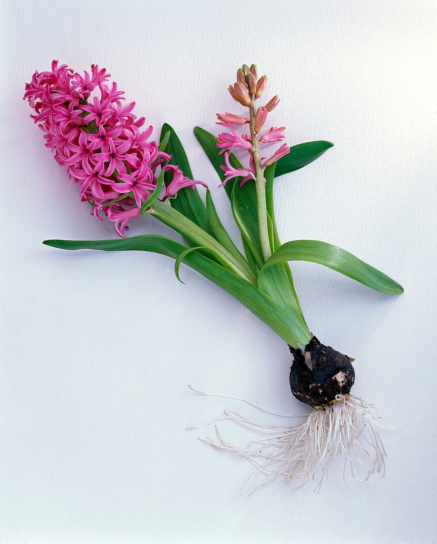 Rosa Hyacinthus (Hyazinthe) mit Zwiebel als Freisteller