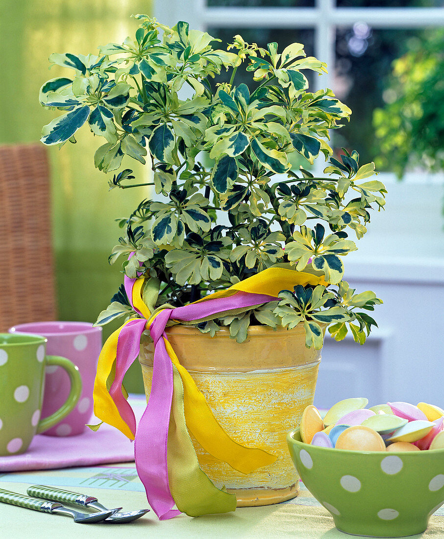 Schefflera arboricola 'Trinette' with ribbon