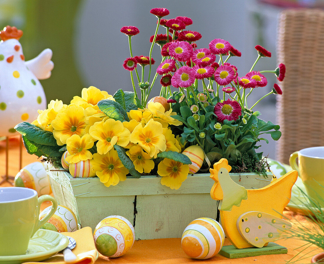 Primula, Bellis in light green splint basket