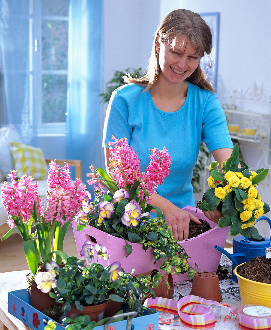 Planting a pink wooden box with hyacinths, viola and primrose (1/2)