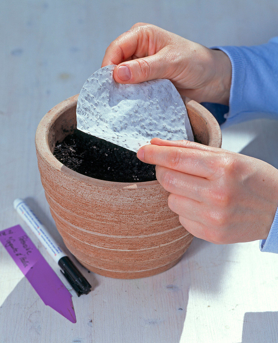 Parsley sowing with seed disc (1/4)