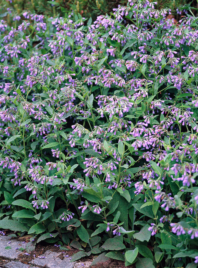 Symphytum caucasicum 'Azureum' (Beinwell)