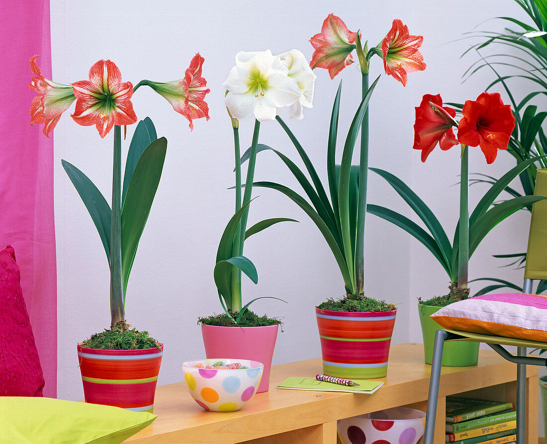 Hippeastrum (Amaryllis) in bunten Übertöpfen auf Regal gestellt