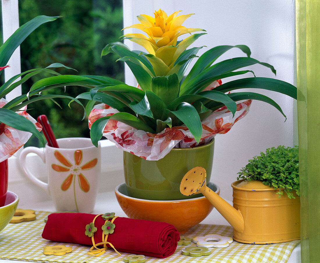 Yellow Guzmania with sleeve made of wrapping paper on the windowsill