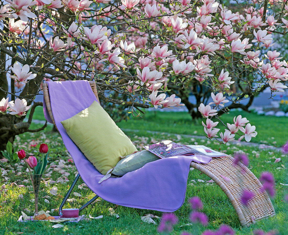 Wicker lounger under Magnolia soulangeana (tulip magnolia)
