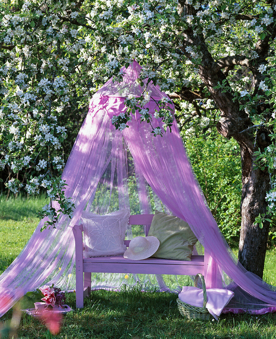 Pink mosquito net on the blossoming malus (apple tree)