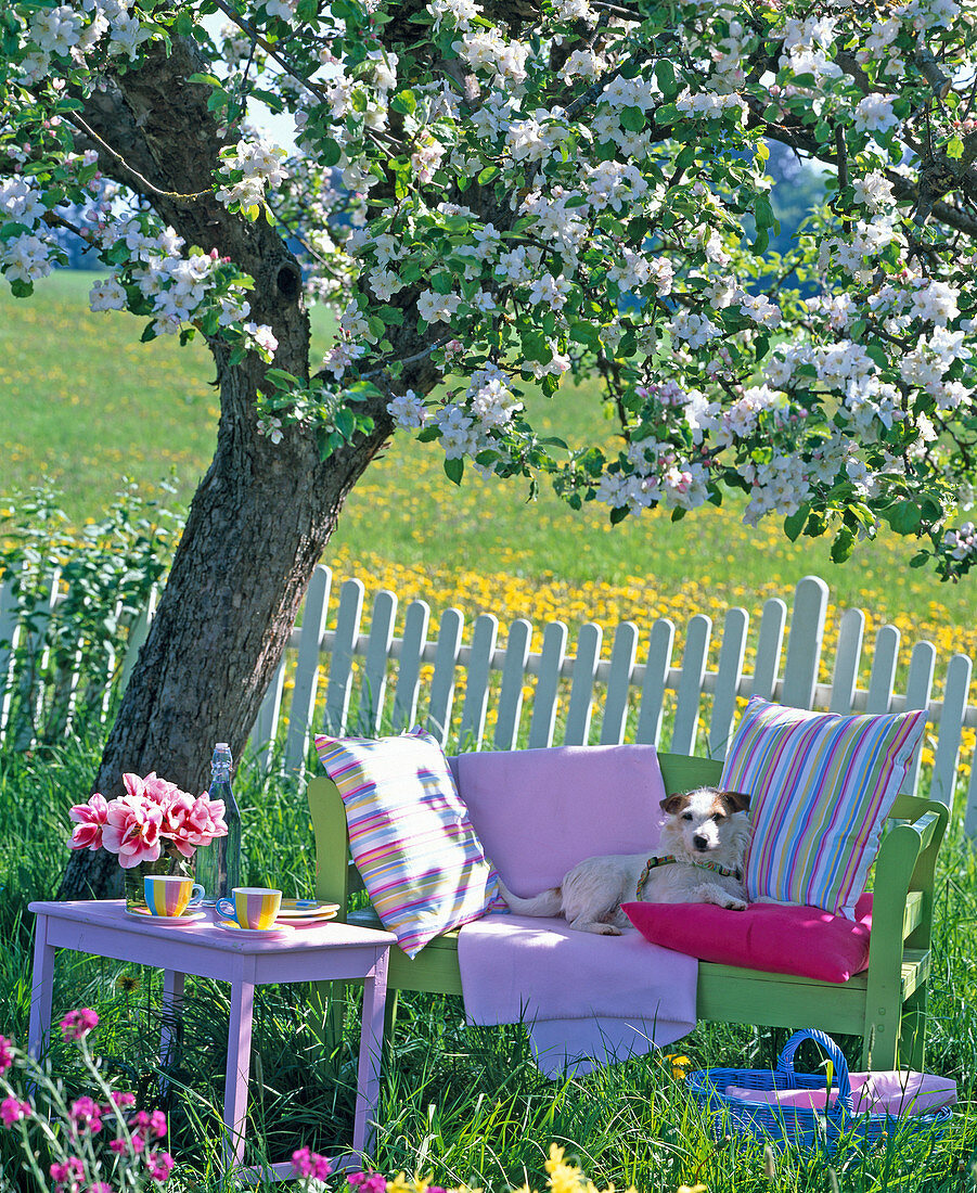 Green wooden bench and pink side table under blooming malus
