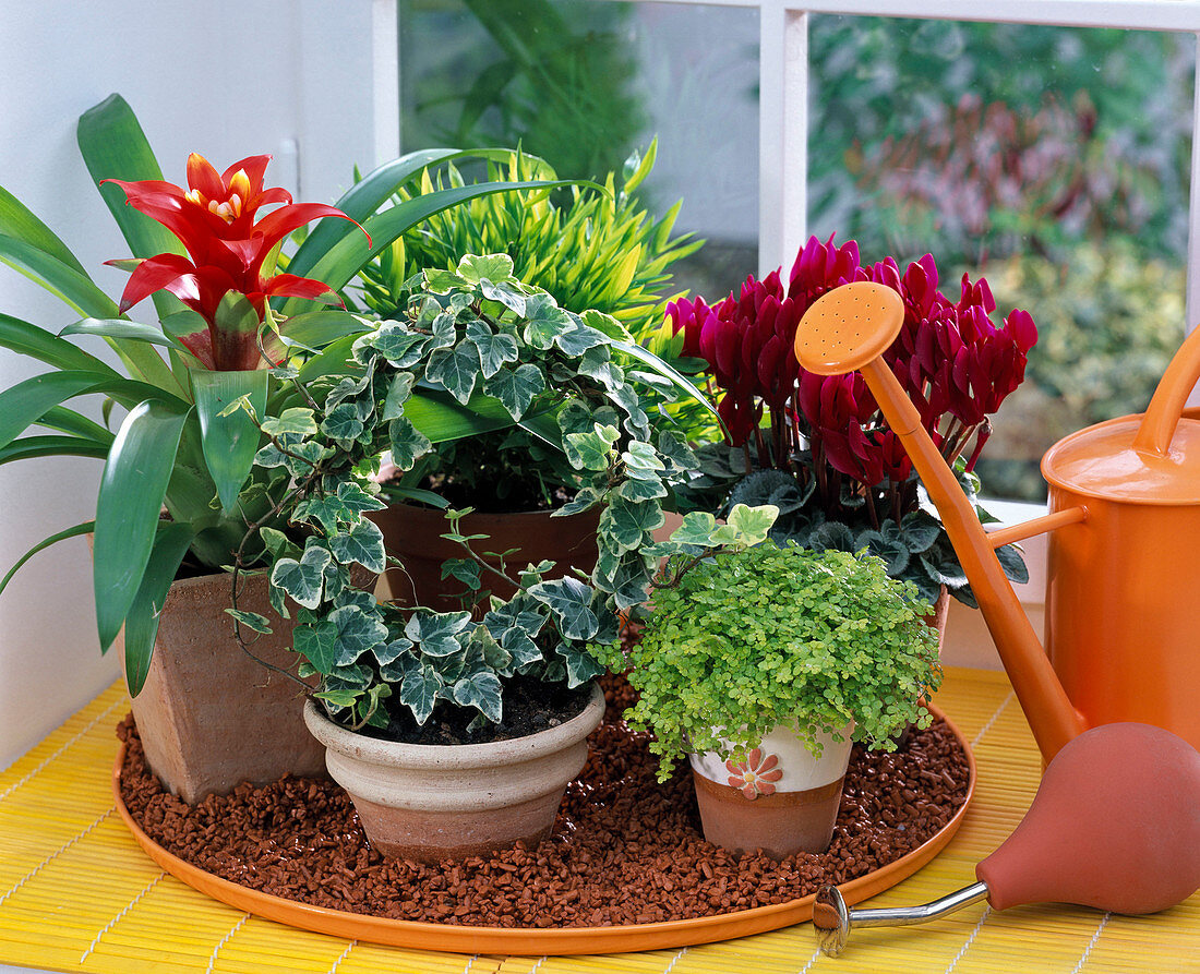 Holiday irrigation with clay granules on the windowsill-Soleirolia