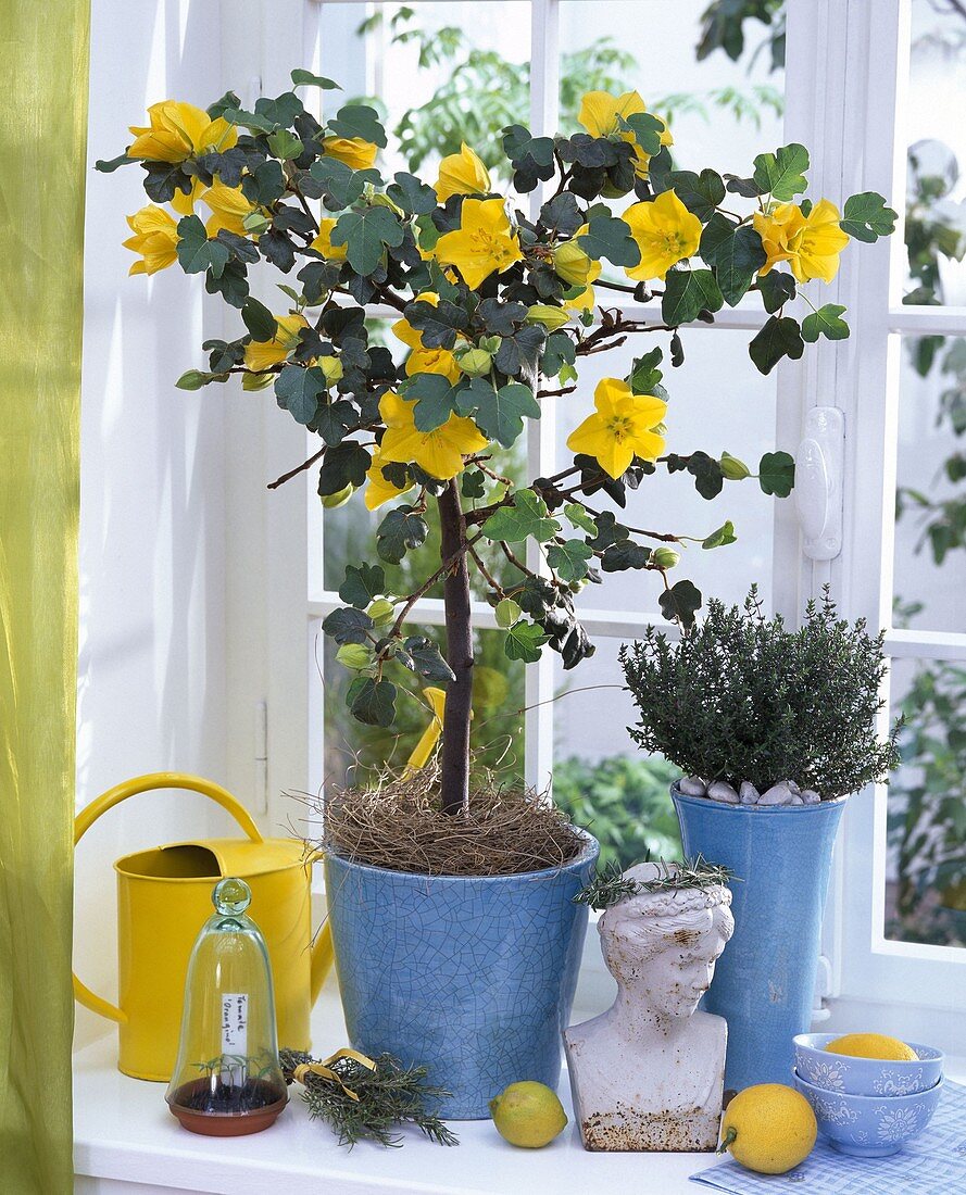 Fremontodendron (Flanellstrauch) am Fenster, Sämlinge von Lycopersicon